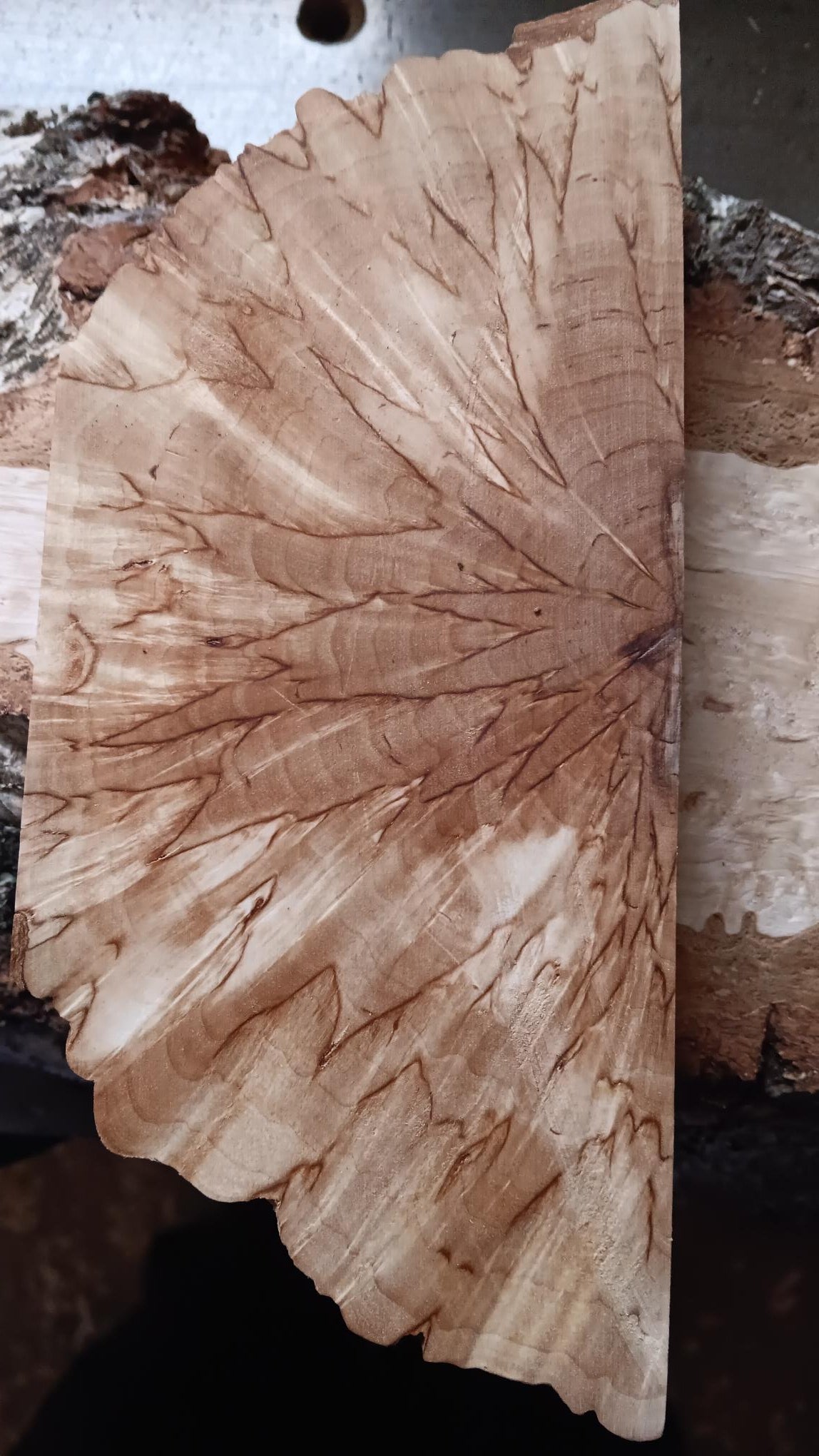 Abedul rizado natural (Masur) corte transversal (X-cut) aprox. 30x40x140mm