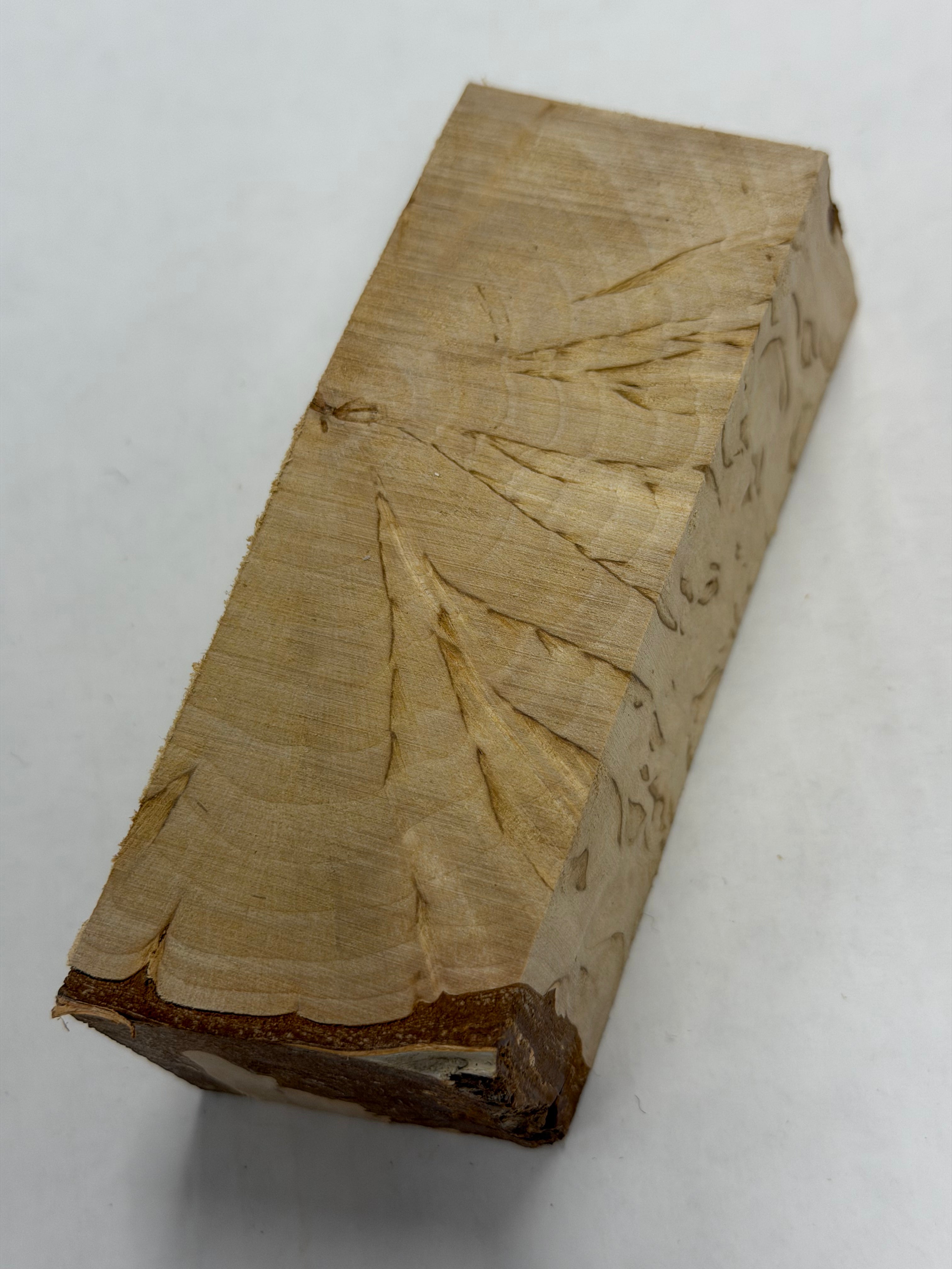 Abedul verrugoso masur VBX-8; 38x43x112mm
